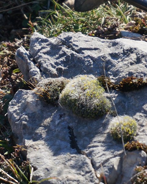 Unidentified clump of moss