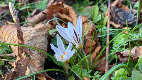 Three crocus flowers seen from ground level