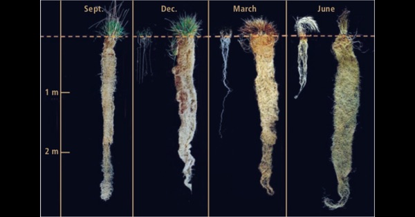 Root profiles of wheat types. Annual wheat is on the left. It's root system is relatively sprase and short. Kernza(tm) is on the right with muvh bushier and deeper root system. Photo by Jerry Glover.