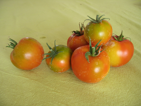 Tomatoes