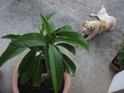 Frangipani