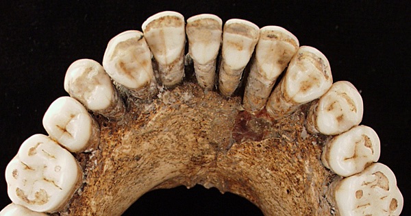 Arch of lower jaw of Neanderthal fossil