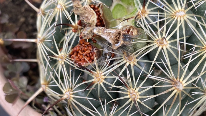 Seeds in an open fruit still attached to the parent plant