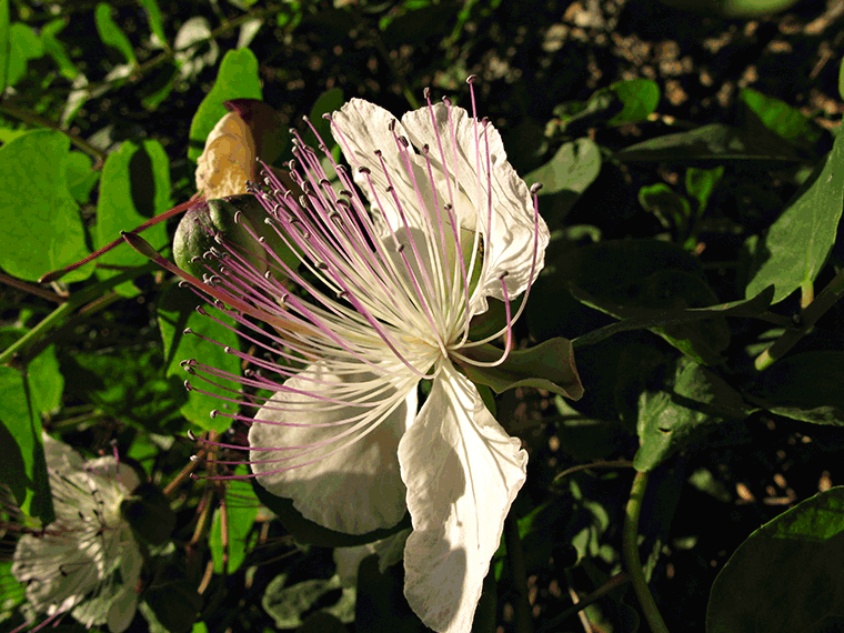 Caper flower