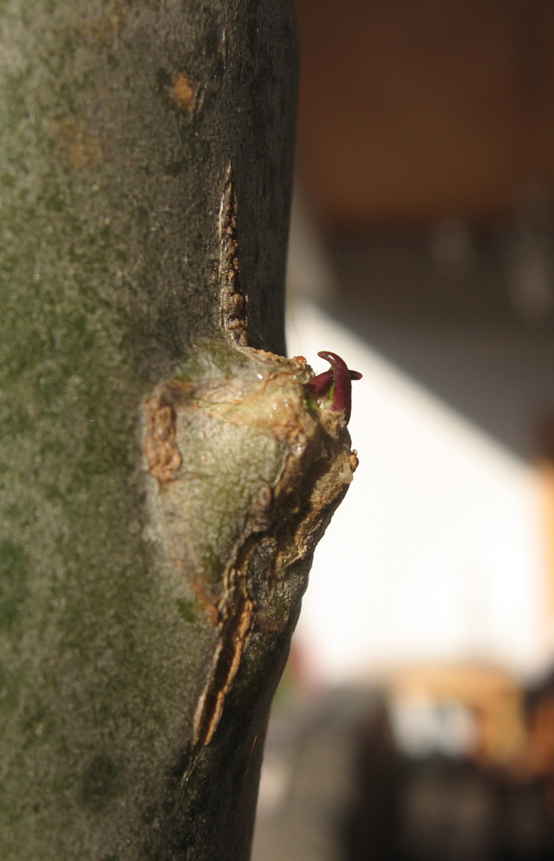 Tiny leaves from an axillary bud of a Plumeria