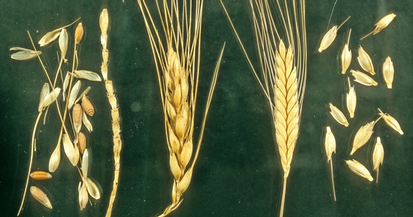 On the left, seeds and an ear of bread wheat, which is free threshing. The seeds are easily separated from the ear and the chaff that surrounds them. On the right, ear and "seeds" of einkorn, a hulled wheat. The seeds remain surrounded by the tough protective layers. Photo by Mark Nesbitt.