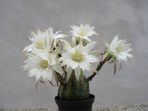 Barrel cactus topped and almost hidden underneath five or six huge white flowers