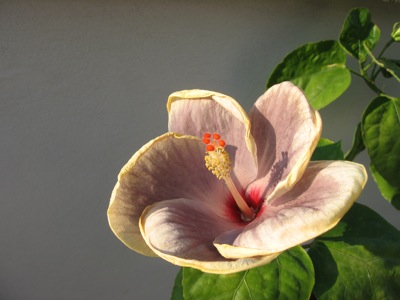 Hibiscus