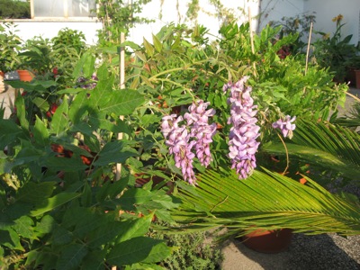 Wisteria blossoms