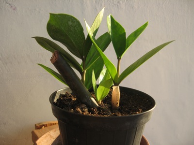 Zampifolia