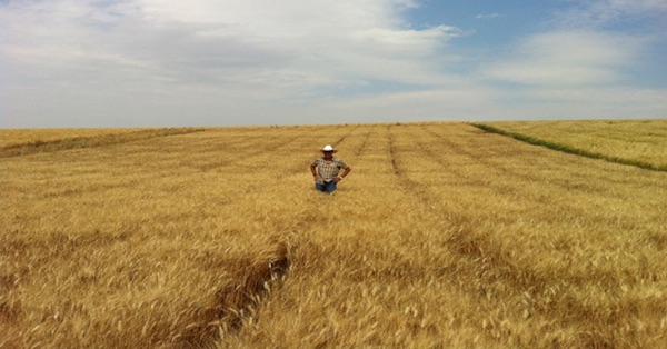 A man wearing a white cowboy hat and a checked shirt stands in the middle distance with his hands on his hips in a field of ripe, yellow Soft Svevo durum wheat that stretches away up to the horizon. Photo from USDA.