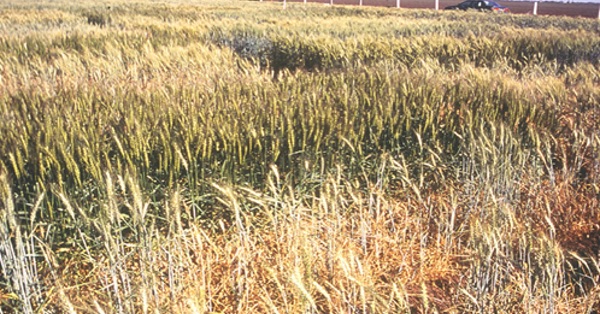 Trial plots of two wheat varieties. In front a commercial variety, wilted and collapsing, while behind it a synthetic derivative copes just fine with the drought.