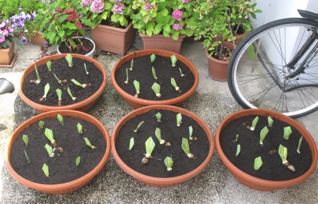 Several shallow plant pots planted up with small iris offshoots