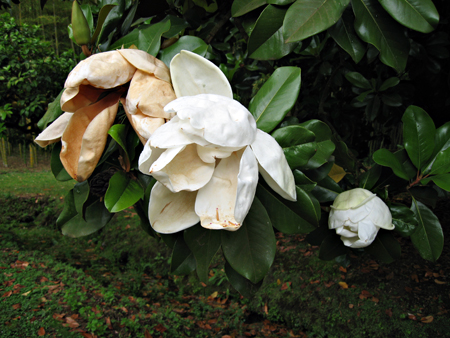 Three magnolia flowers, past their best