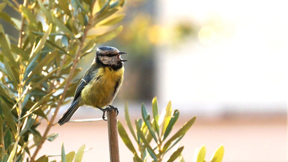 Blue tit photographed with Sony 55-210 mm lens on Sony Nex-6