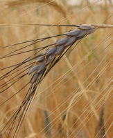 One head of the wheat in question