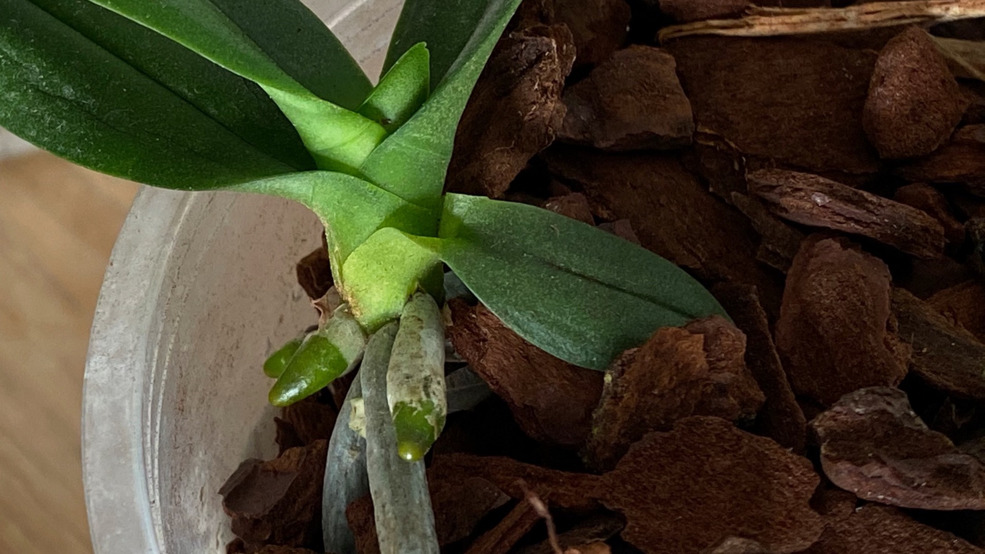 new roots and leaflet on a Phaleanopsis keiki|