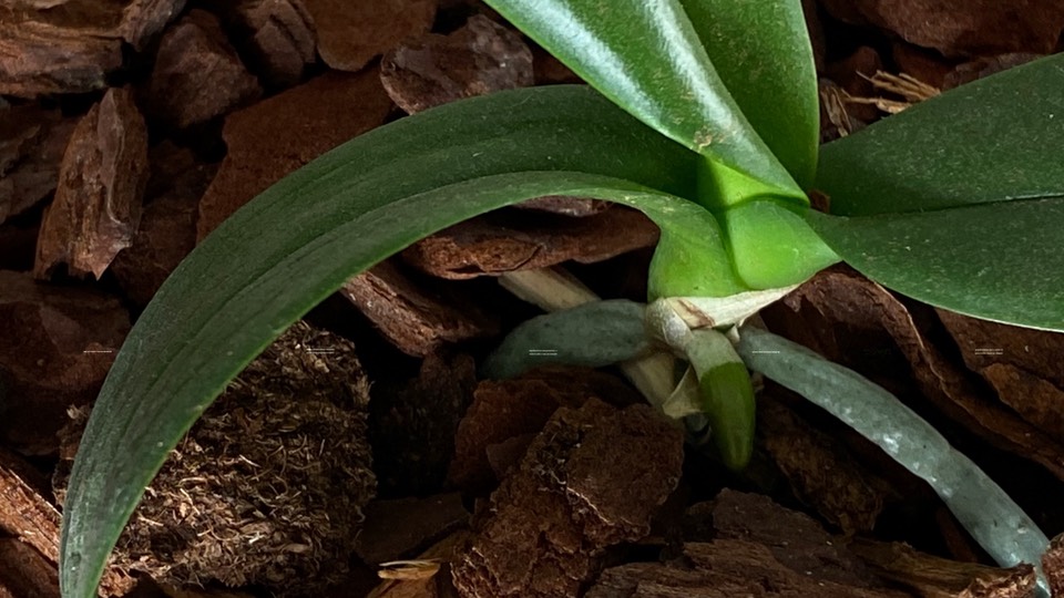 New roots on a Phaleanopsis keiki