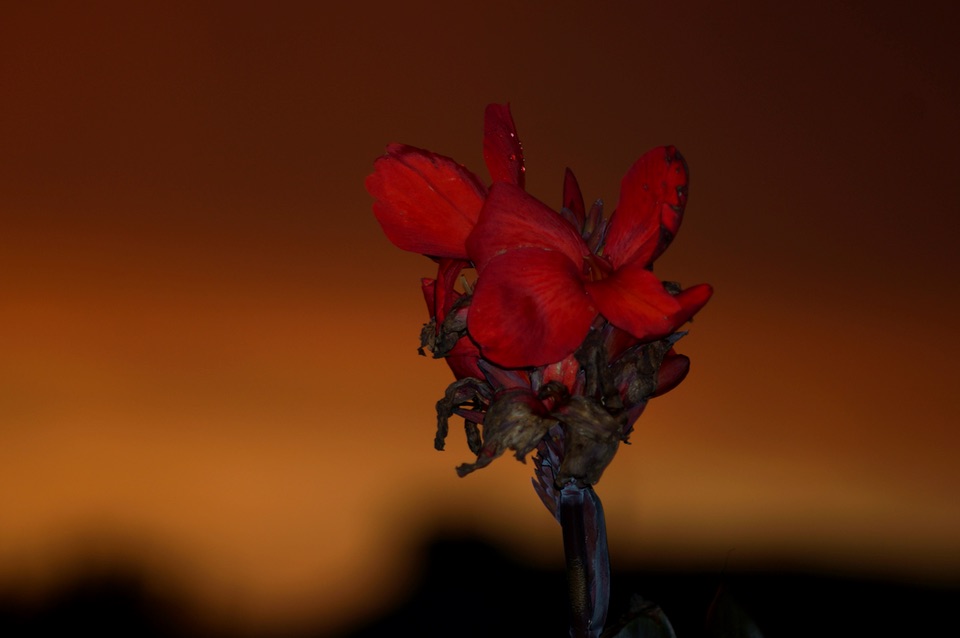 Canna lily backlit against a dark orange sky