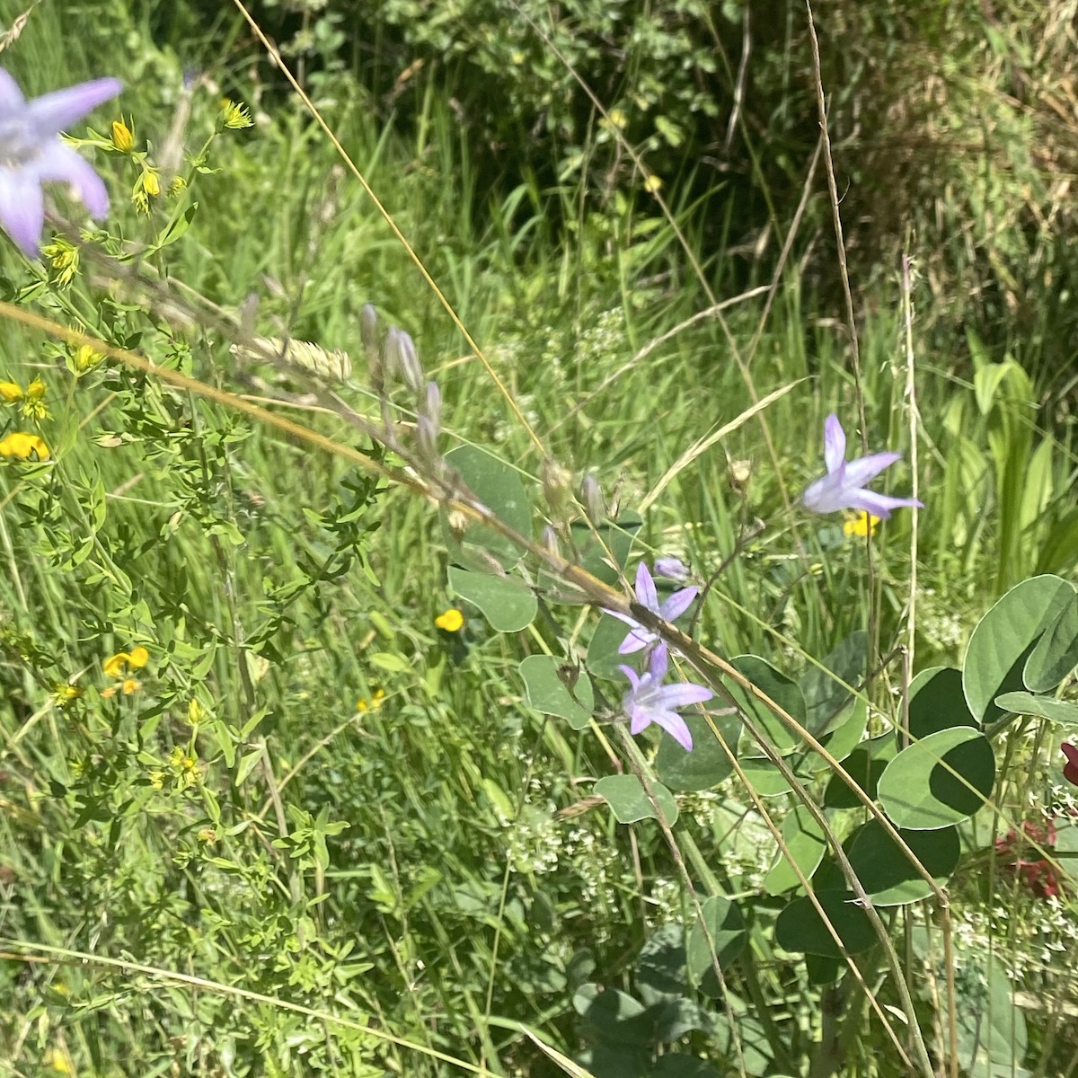 Small six-petalled pale-lilac flowers of Campanula rapunculus