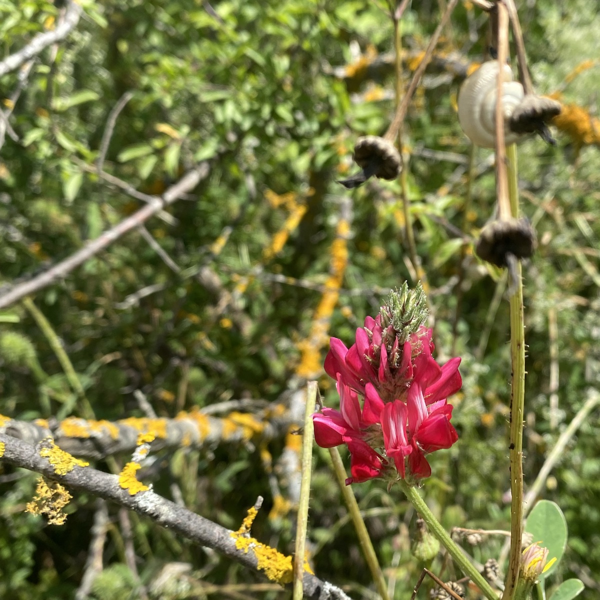 Red clover flowers with lichen-encrusted branches and snail shell out of focus in the background