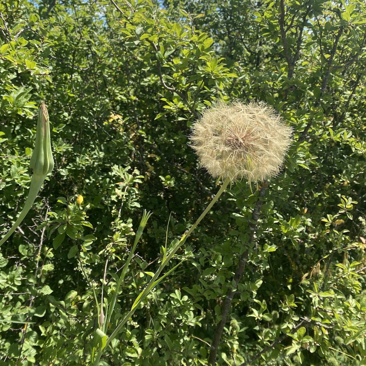 Large, pale brown seedhead of, I think, salsify