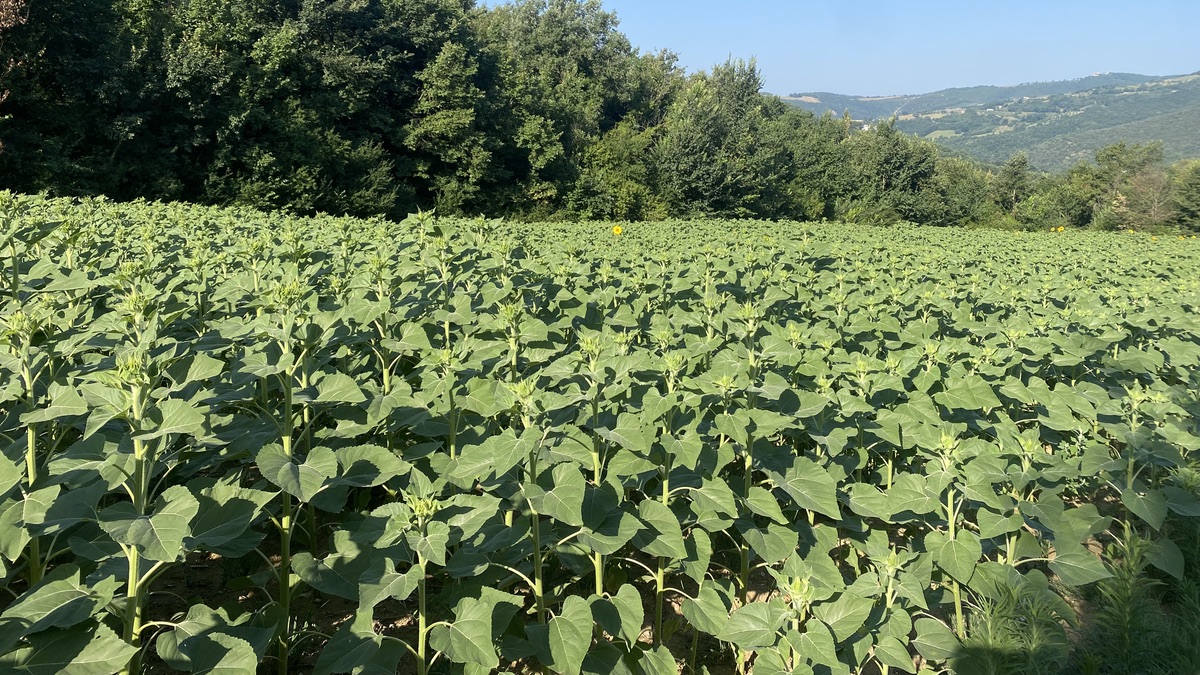 A single yellow sunflower towards the back of a field of them with woods and hills in the distance