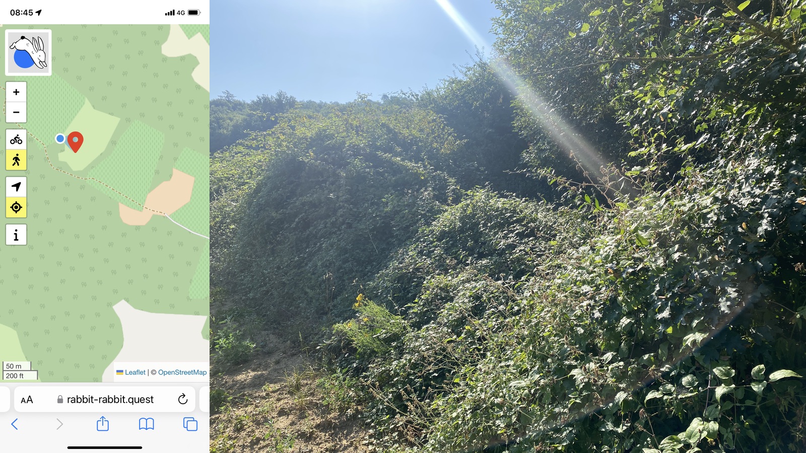 Composite image with the Rabbit on the left and the view on the right; a very tangled and dense field boundary obscuring the view of the Rabbit, looking into the sun with flares 