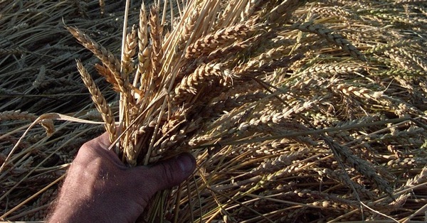 A hand holds a bunch of wheat stalks, with ears, of the variety Red Fife.