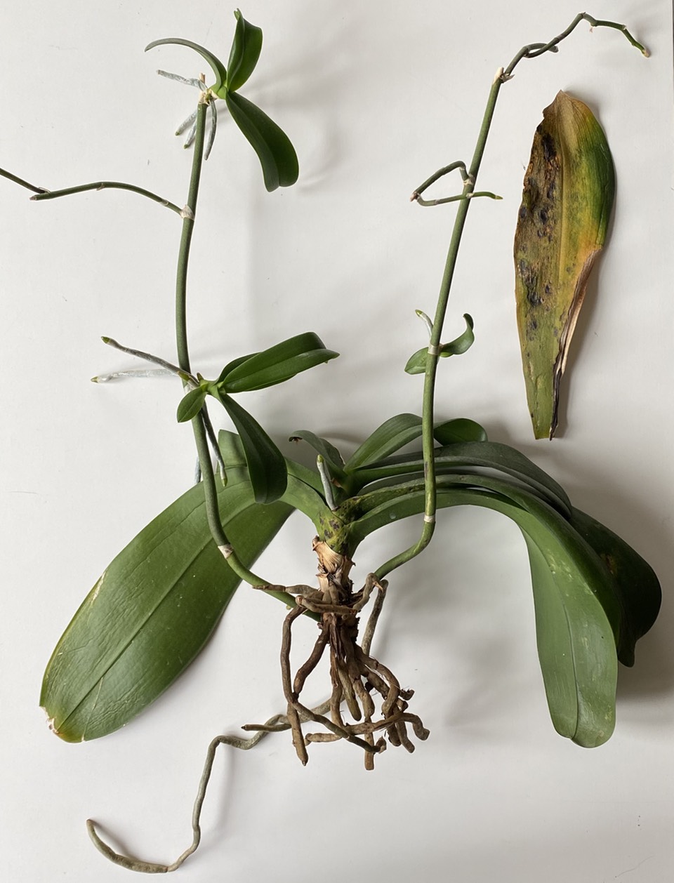 Revived Phalaenopsis orchid on its side and bare rooted with a naturally dropped dying leaf