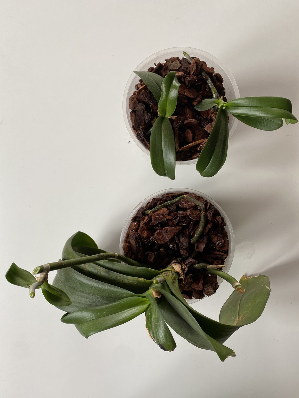 Repotted orchids seen from above, two keikis in a single pot and the parent in a pot on its own