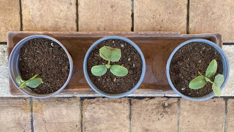 three cucumber seedlings