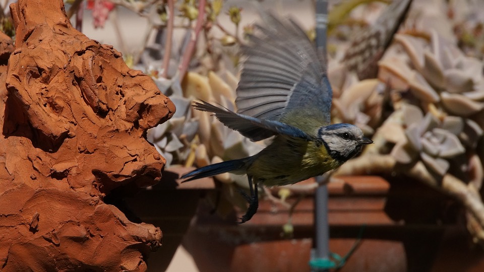 Blue tit in flight after leaving its nest in a hollow terracotta sculpture of a grostesque head