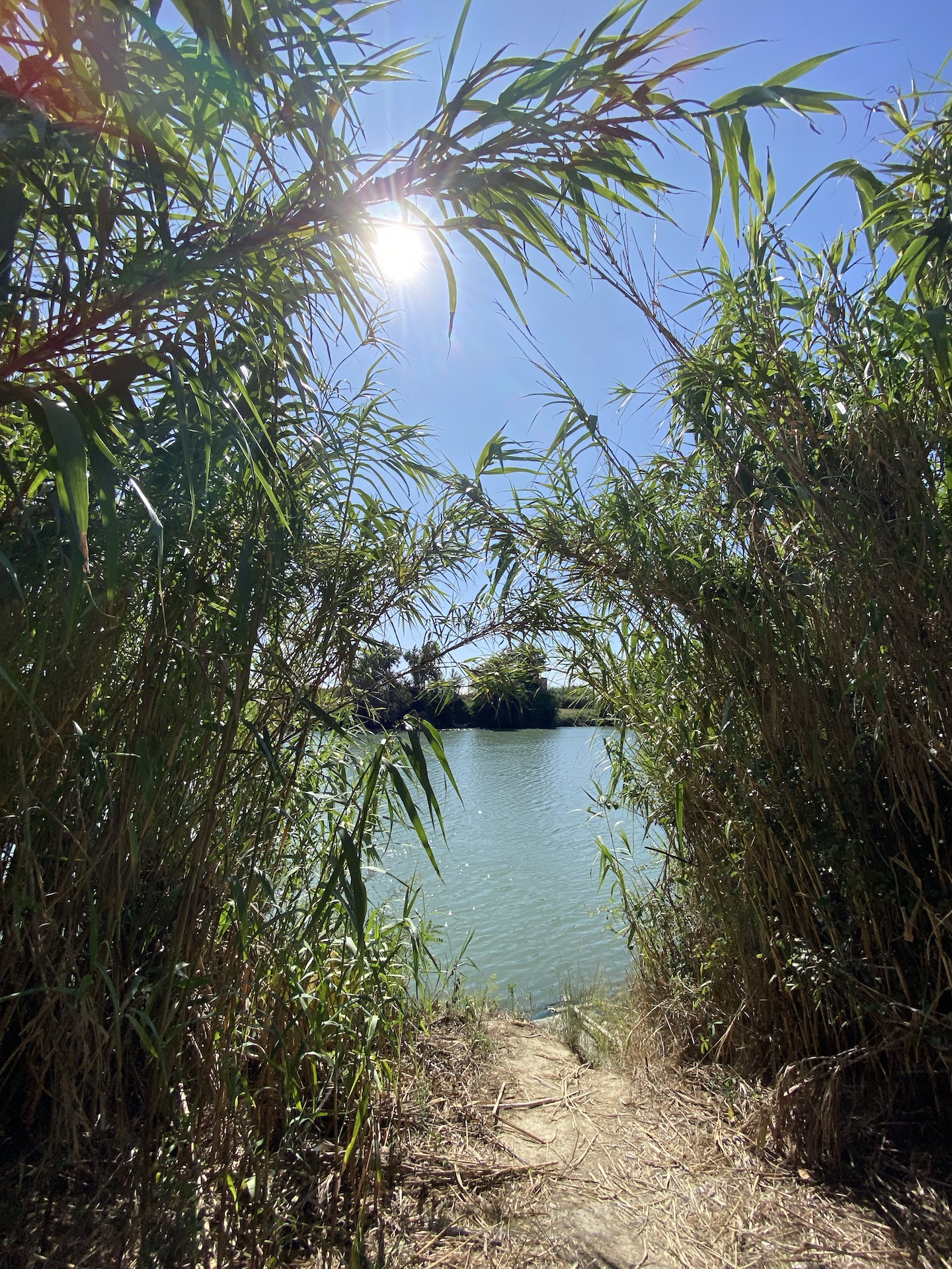 Tall miscanthus grass arches over a brown path with a view onto the Tiber. The sun is high in the sky